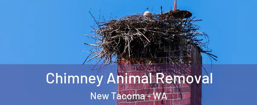 Chimney Animal Removal New Tacoma - WA