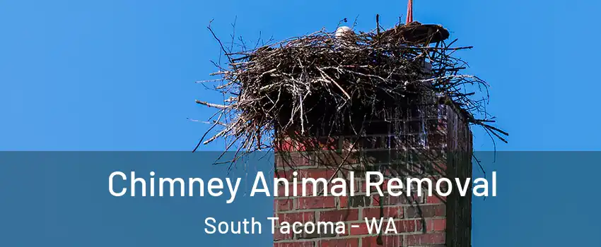 Chimney Animal Removal South Tacoma - WA