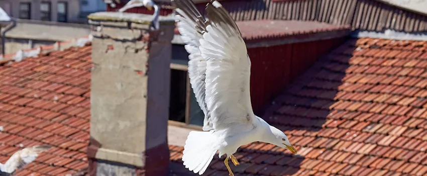 Residential Chimney Animal Removal Solution in West End, WA