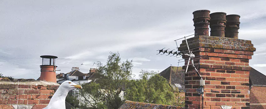 Chimney Cleaning And Restoration in West End, Washington